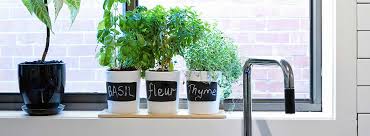 Claro está que la cocina de cada persona es distinta, así que, de lo. Las Mejores Plantas Para Tener En La Cocina Canalhogar
