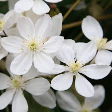 Maybe you would like to learn more about one of these? Buy Clematis Group 1 Syn Clematis Armandii Clematis Armandi 34 99 Delivery By Crocus