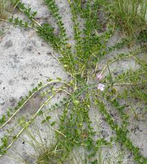 Image result for Dicerocaryum eriocarpum