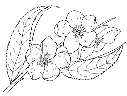 29 disegni fiori da colorare. 29 Disegni Fiori Da Colorare