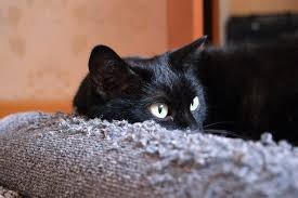 They are staying with their owners until a new home can be found for them. Black Cats Overlooked In Shelters Studies Show Peta2
