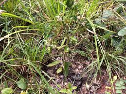 Image result for Monadenium hirsutum