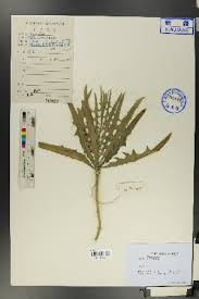 Image result for Lactuca lasiorhiza