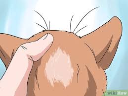 Determining the exact source of an allergic reaction can be difficult. 5 Ways To Deal With Hair Loss In Cats Wikihow