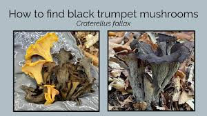 Image result for Craterellus fallax
