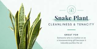 Plant Symbolism Guide 31 Plants For Every Personality Proflowers Blog In 2020 Plant Symbolism Money Tree Plant Plant Meanings