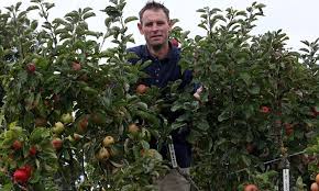 Late santa rosa plum, july elberta peach, blenheim apricot, gold. 250 Varieties Of Apple On One Tree Thanks To A Bit Of Hard Grafting Over The Years Daily Mail Online