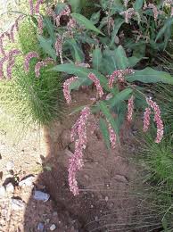 Image result for Persicaria lapathifolia