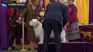 The large nose comes in shades of. Clumber Spaniel Pointer Mix Shop For Your Cause Shop For Your Cause