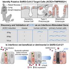 Check spelling or type a new query. Sars Cov 2 Receptor Ace2 Is An Interferon Stimulated Gene In Human Airway Epithelial Cells And Is Detected In Specific Cell Subsets Across Tissues Sciencedirect