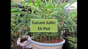 Akar pada tanaman jahe merah membutuhkan media tanam dengan porositas yang tinggi dimana dapat dipenuhi dengan hidroponik substrat ini, selain itu lingkungan tumbuh dapat di kontrol, media tanam dapat. Cara Tanam Jahe Merah Di Pot Agar Tumbuh Subur Budidaya Jahe Merah Youtube