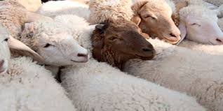 Aid al adha 08/2019 подробнее. Aid Al Adha 2019 Tout Savoir Sur Les Prix Des Moutons