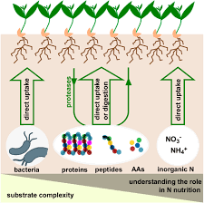 The chemical process by which atmospheric nitrogen is converted to nitrogenous compounds that can be taken up by plants. How Do Terrestrial Plants Access High Molecular Mass Organic Nitrogen And Why Does It Matter For Soil Organic Matter Stabilization Springerlink