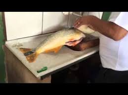 Ilustração de uma sereia do mar natação com cabelo longo bonito. Como Escamar Um Dourado Youtube