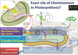 Atp synthase is a complex which makes use of the proton potential created by the action of the electron transport chain in mitochondria. Biology Exams 4 U Chemiosmosis And Atp Synthesis In Photosynthesis Simplified Steps