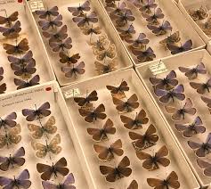 Why are gardens important for butterflies? The Flying Pansy In The Shadow Of The Xerces Blue Butterfly Bay Nature