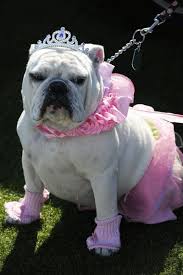 The miniature english bulldog (also known as bullpug) was bred for one reason only: Dog Costumes Silly Yes And Sometimes Unsafe Tips For Pet Owners The Denver Post
