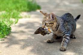 Maybe you would like to learn more about one of these? Kucing Makan Burung Burungnya Com
