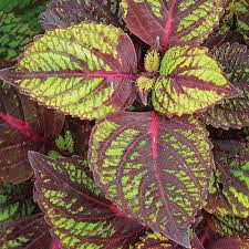 Deer are a grazing species, but there are many plants that they naturally avoid. Deer Resistant Finegardening