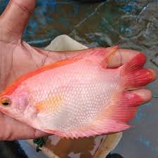 Deep fried carp with padang sauce. Gurame Padang Ukuran 4 Jari Bukalapak Com Inkuiri Com