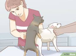 It might even be too late. 3 Ways To Deal With Common Mating Problems In Dogs Wikihow Pet