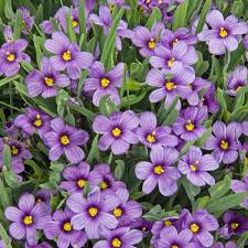 Sisyrinchium Idahoense Var Bellum Rocky Point Shade Plants Rocky Point Plants