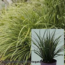 Image result for Carex mannii