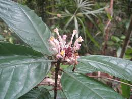 Image result for Chassalia parvifolia