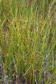 Image result for Schoenoplectus scirpoides