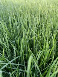 Image result for Lolium