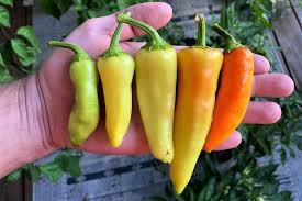 Sowing sweet banana pepper seeds: When To Pick Banana Peppers Harvesting Banana Peppers