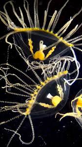 Image result for Kotschya stolonifera