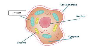 Check spelling or type a new query. Basic Cell Parts Functions Quiz