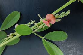 Image result for Indigofera ischnoclada