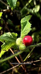 Image result for Cucumis maderaspatanus