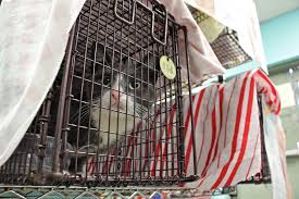 Meet the fordham campus cats | cat wisdom 101: Managing Feral Cats In Philadelphia Is Pitting Cat Lovers Against Birders Whyy