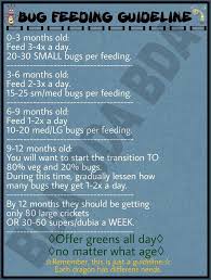 Beardeddragon Foodchart Beardie Lizard Crickets Bearded Dragon Bearded Dragon Care Bearded Dragon Diet