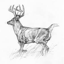 Ryan Kirby Ryankirbyart Instagram Photos And Videos Deer Sketch Deer Art Deer Drawing