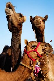 Oil quickly brought the maktoums huge amounts dubai's world islands look like a map of the world. Bedouin Show Girls Camels Animals Beautiful Cute Animals