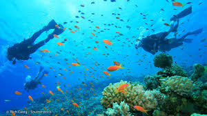 The only marine park along the west coast of peninsular malaysia, pulau payar is a small cluster of islands that are home to a multitude of colourful fish and large species of corals. Akikia Com By Travelsmart Vacation Sdn Bhd Pulau Payar Diving From Langkawi