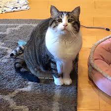 If there is no picture in this collection that you like, also look at other collections of backgrounds on our site. Stray Cat With Saddest Eyes Founds In Dumpster