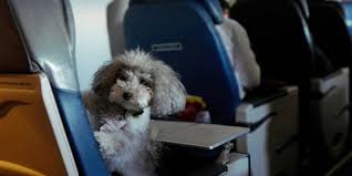 Trip there will be dfw to hnl, back from maui to chicago, then on home. United Airlines Pet Policy International Cargo Carry On 2020 Uponarriving