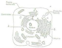 Some of these differences can be clearly understood when the cells are examined under an electron microscope. The Figure Below Is A Fine Structure Of A Generalized Animal Cell As Seen Under An Electron Tutorke