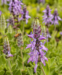 Image result for Coleus caninus