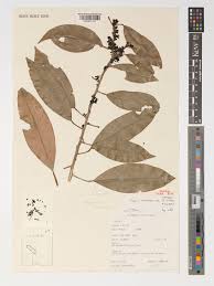 Image result for Vepris bachmannii