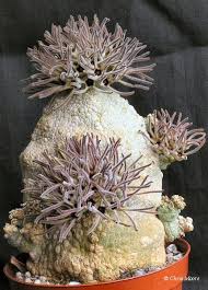 To make a donation to the. Pin By Chun Han Zhang On Succulents Plants Cactus Plants Growing Succulents