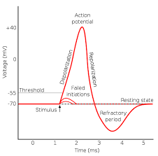 Neurones communicate with each other via brief electrical signals known as action potentials. Action Potential The Resting Membrane Potential Generation Of Action Potentials Teachmephysiology