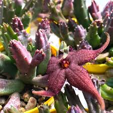 Image result for Geigeria schinzii