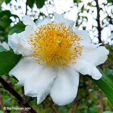 Image result for Oncoba