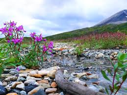 See more about flowers, aesthetic and nature. Landscape Beauties Of Nature Stream Gravel Gravel Bougainvillea Plants Mountain 4k Ultra Hd Tv Wallpaper For Desktop Laptop Tablet And Mobile Phones 6000x3750 Wallpapers13 Com
